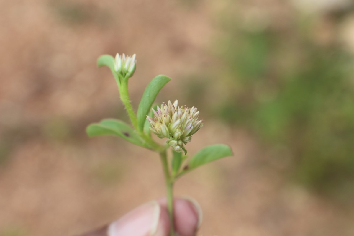 Allmania nodiflora (L.) R.Br. ex Wight